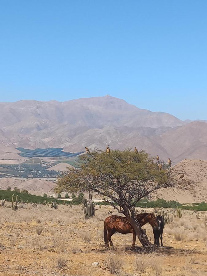 Campo De Cielo Mamalluca Valle De Elqui Vicuna Exterior photo
